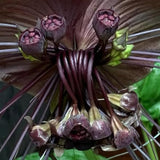 Bat Orchird Tacca Chantrieri Houseplant, Black Bat Flower Live Plant, Indoor Outdoor 5-9 Inches Tall