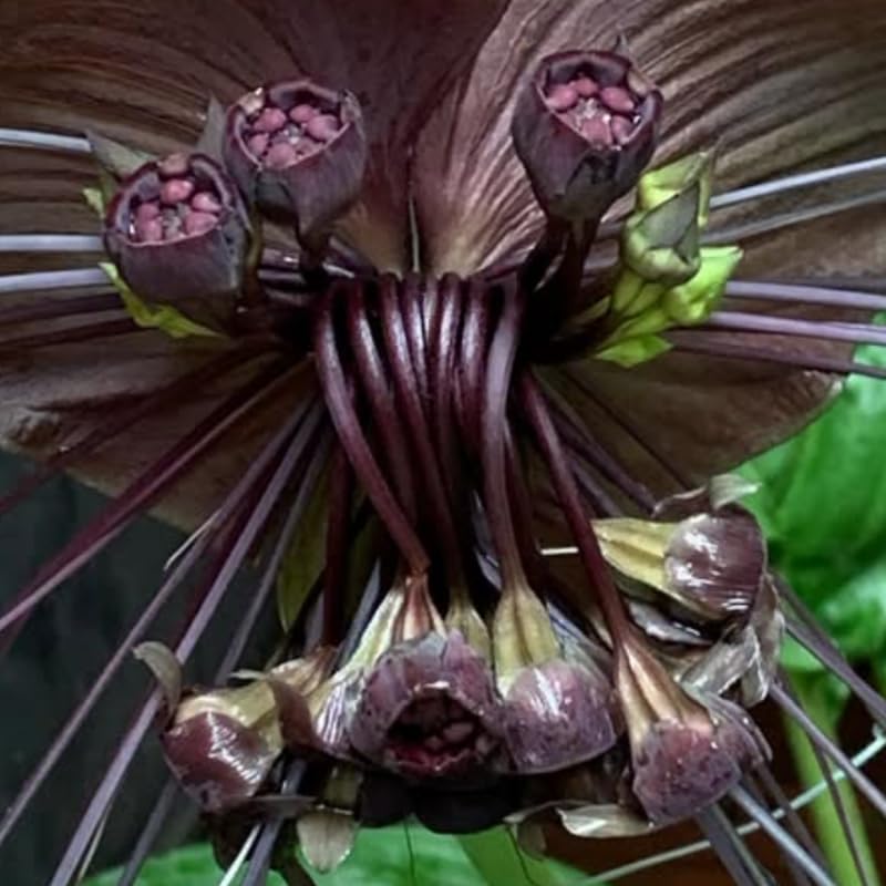 Bat Orchird Tacca Chantrieri Houseplant, Black Bat Flower Live Plant, Indoor Outdoor 5-9 Inches Tall