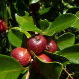Strawberry Guava Tree Live Plant, Sweet Guava Fruit Tree Potted, 7-10 Inch Tall Ready to Grow Outdoor