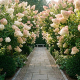 Hydrangea Plant, Hydrangea Tree Live Plant for Planting, 10-12 Inches Tall, Large White Blooms, Hydrangeas for Landscape and Outdoor Garden