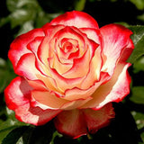 Rose Bush Live Plant - Rose Plant Live Shrub - Bareroot with Soil 5-10 Inch Tall - Fragrant Rose Flowers Heirloom Rose Shrub - No Pot (Cherry Rose)