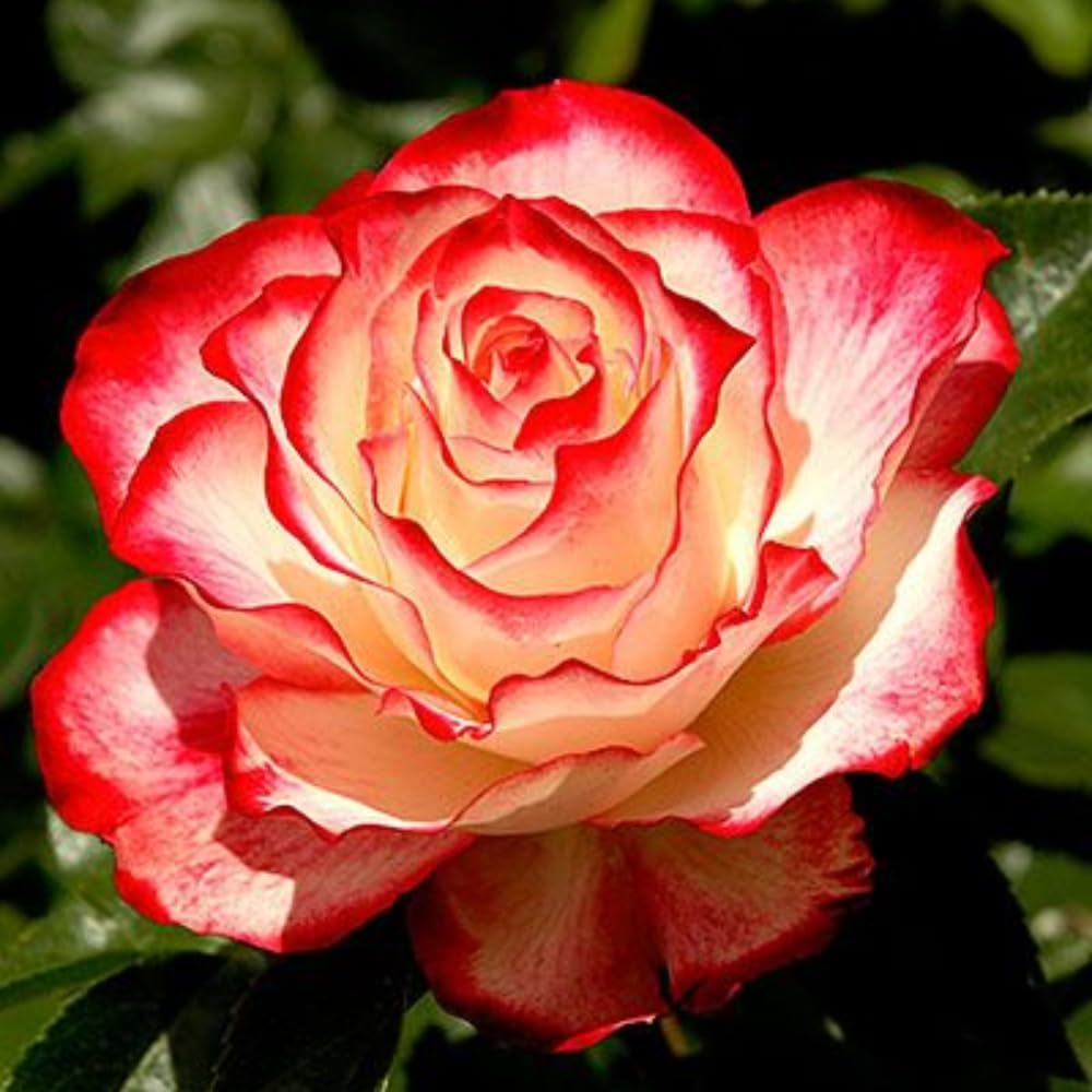 Rose Bush Live Plant - Rose Plant Live Shrub - Bareroot with Soil 5-10 Inch Tall - Fragrant Rose Flowers Heirloom Rose Shrub - No Pot (Cherry Rose)
