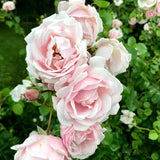 Climbing Roses Live Plants, Fragrant Climber Rose for Garden, 4 to 10 Inches Tall, Hybrid Tea Roses Bushes, Establish Root, Cut Back (Light Pink Rose)