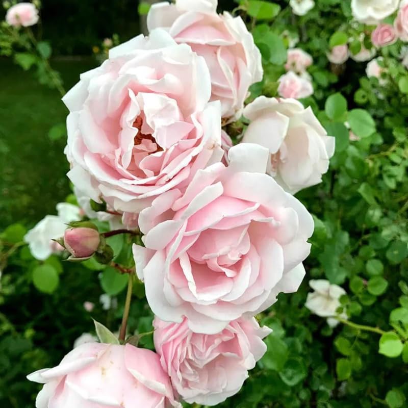 Climbing Roses Live Plants, Fragrant Climber Rose for Garden, 4 to 10 Inches Tall, Hybrid Tea Roses Bushes, Establish Root, Cut Back (Light Pink Rose)