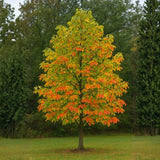 Sassafras Tree Live Plant in Quart Pot, 6-12" Tall Sassafras albidum Tree for Garden, Landscape, and Native Planting