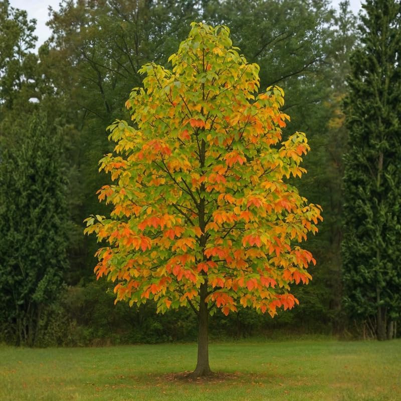 Sassafras Tree Live Plant in Quart Pot, 6-12" Tall Sassafras albidum Tree for Garden, Landscape, and Native Planting