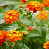 Set 3 Lantana Plants Live for Planting, 6-9 Inch Height, Ornamental Lantana Live Plants Ready to Grow (Yellow Gold Lantana)