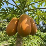 Set 3 Papaya Tree Live Plant, Papaya Plant Live, 4-7 Inc Tall, Fast Growing Fruit Plant for Containers and Outdoor Garden