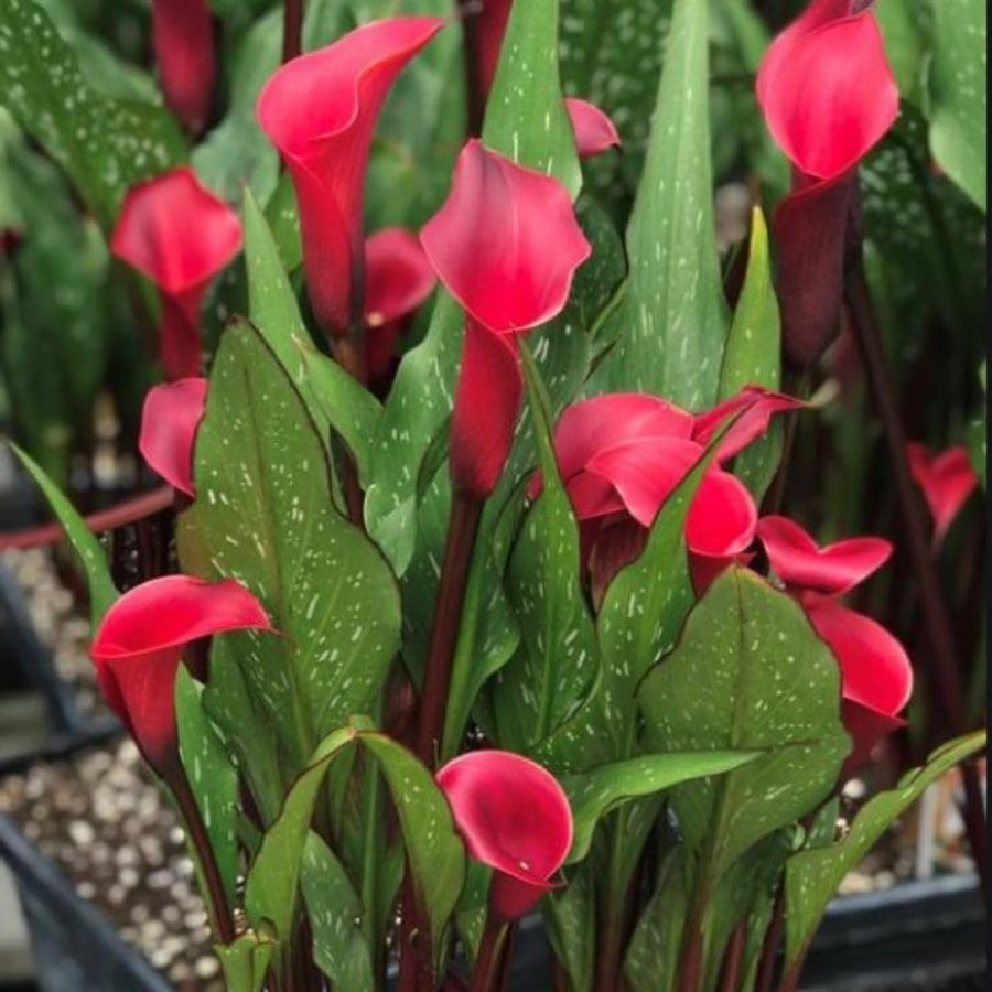 3 Red Calla Lily Bulbs for Outdoor Planting, Ornamental Flowers for Patio Pots, Landscape Borders and Garden, Flower Bulbs for Growing