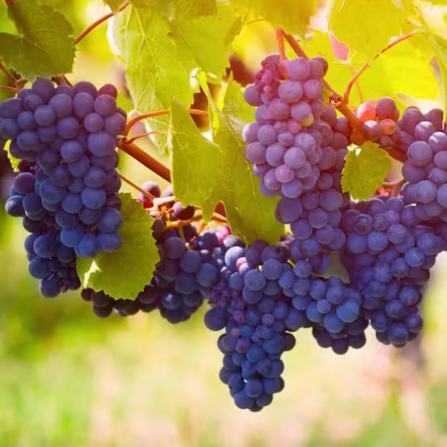 Purple Seedless Grape Vines Trees Live Plants, Well-Rooted 1 to 2 Years Old, Grapes Plant Live for Outdoor Planting, Zones 3-9