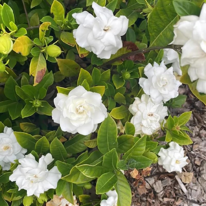 Cape Jasmine Plant Live, Frostproof Gardenia Flowering Vine Plant 4-9 Inch, Climbing Jasmines Well Rooted Houseplant Indoor Outdoor