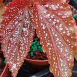 Set 3 Begonias Live Plants, Pink Angel Wing Begonia Maculata White Polka Dot, No Pot, Starter 4 to 8 Inc Tall, Indoor Outdoor Houseplant
