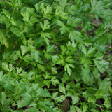 Parsley Plants Live in Pot, Fresh Herb Plant for Containers, Gardens Planting, Live Parsley Plant