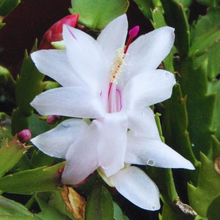 White Christmas Cactus Plant Live Christmas Cactus, Holiday Cactus Live Plant Pot, Houseplant, 5 to 7 Inc Tall