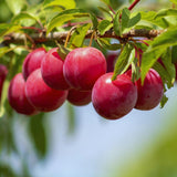 24 Red Plum Tree Live Plants Cuttings, Plum Cuttings Unrooted for Gardening, 6 to 8 Inches Tall, Not Rooted