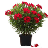 Oleander Plants Live, 2 Small Plants, Live Oleander Flower Plants, Tropical Plant Live Shrub Garden (Red)
