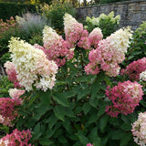 Hydrangea Plant, Hydrangea Tree Live Plant for Planting, 10-12 Inches Tall, Large White Blooms, Hydrangeas for Landscape and Outdoor Garden