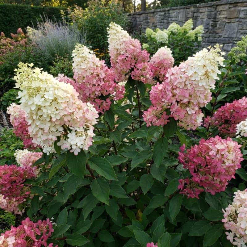 Hydrangea Plant, Hydrangea Tree Live Plant for Planting, 10-12 Inches Tall, Large White Blooms, Hydrangeas for Landscape and Outdoor Garden
