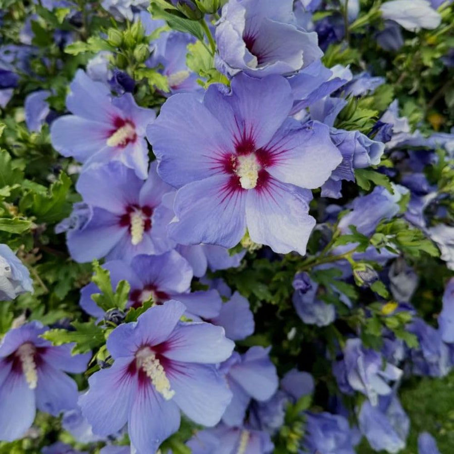 Purple Althea Plant Live, 6-10" Tall, Quart Pot, Rose of Sharon Flowering Shrub Plant, Hardy Garden Plants, Outdoor Landscape Plants