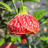 Pack 2 Orange Abutilon Plants Live for Planting 4 to 6 Inch Tall, Lantern Abutilon Flowering Live Plants, Fragrant Abutilon Well Rooted Plug