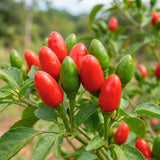 150 Pequin Pepper Seeds for Planting, Chili Pequin Pepper Plant, Hot Peppers Seed, Heirloom Seeds Vegetable for Indoor Outdoor Garden