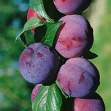 3 Year Old Santa Rosa Plum Tree Plant Live for Spring Planting, 2-3 Feet in Height, Sweet Plum Trees for Planting