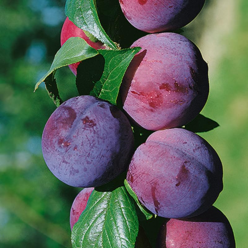 3 Year Old Santa Rosa Plum Tree Plant Live for Spring Planting, 2-3 Feet in Height, Sweet Plum Trees for Planting