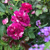 Purple Red-Pink Stripes Climbing Roses Live Plants 7 Months Old, Rose Bushes Ready to Plant 5-9" Tall, Very Fragrant, Can Grow As Climber or Bush Tree or Trellises, Walls, Fences