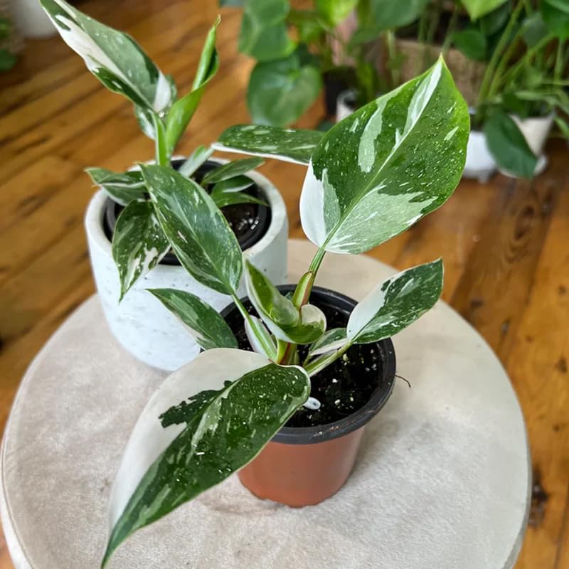 White Variegated Philodendron Live Plants, Unique Foliage Philodendron Plants, Rare Tropical Houseplant, No Pot, 4-8'' Tall