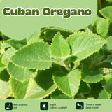 2 Live Cuban Oregano Plant, Oregano Plants Live, Spanish Thyme Vegetable Plants, 3-5 Inch Tall for Outdoor or Indoor Garden