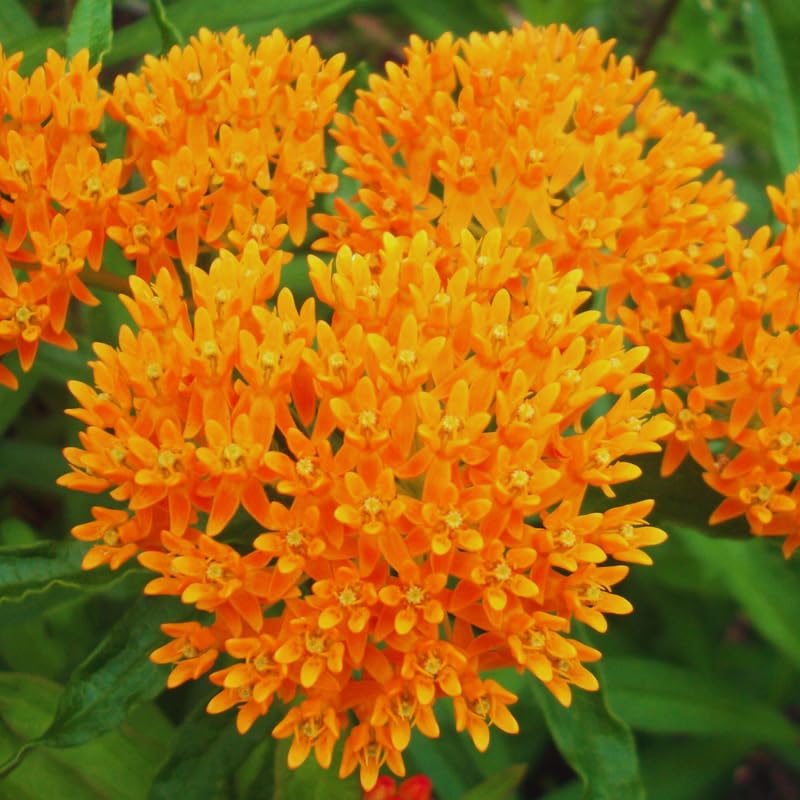 3 Live Milkweed Plants, Mix Asclepias Tuberosa Plant, Butterfly Milkweed Plants Live for Growing Indoor Outdoor