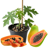 Papaya Tree Plant Live for Planting, Papaya Fruit Plant, 4 to 6 Inches Tall, Tropical Fruit Tree for Outdoor Growing and Container Gardening