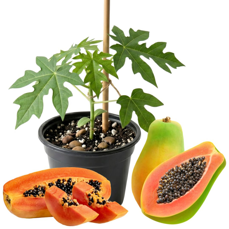 Papaya Tree Plant Live for Planting, Papaya Fruit Plant, 4 to 6 Inches Tall, Tropical Fruit Tree for Outdoor Growing and Container Gardening