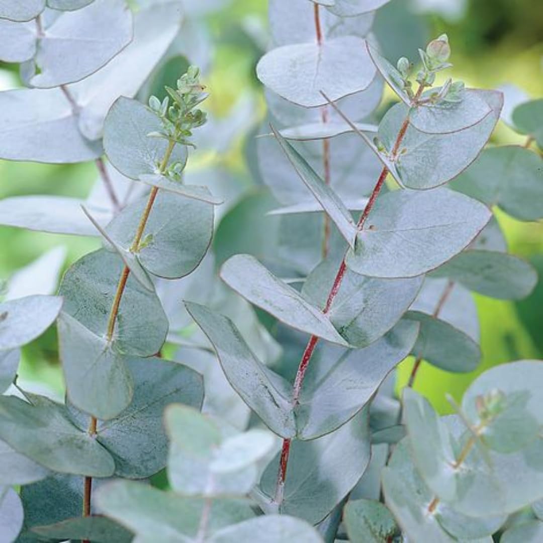 Baby Blue Eucalyptus Plant Live Indoor Outdoor- 5 to 9 Inc Tall No Pot, Fragrant Leaf, Hardy in Winter