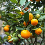 Grafted Sweet Orange Tree Live, 3 to 4 Feet Tall Citrus Fruit Tree for Outdoor Planting