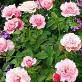 Pink Climbing Roses Live Plants 7 Months Old, Rose Bushes Ready to Plant 5-9" Tall, Very Fragrant, Can Grow As Climber or Bush Tree or Trellises, Walls, Fences