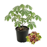 Horse Chestnut Live Tree Plant 4" Pot, Chestnut Plant Live, Hardy Ornamental Large Leaf Deciduous Tree for Garden