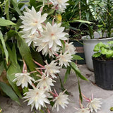2 Queen of the Night Live Plant in 4 Inch Pot, Orchid Cactus Seedling, 3-6 Inches Tall, Night Blooming Flower Plant