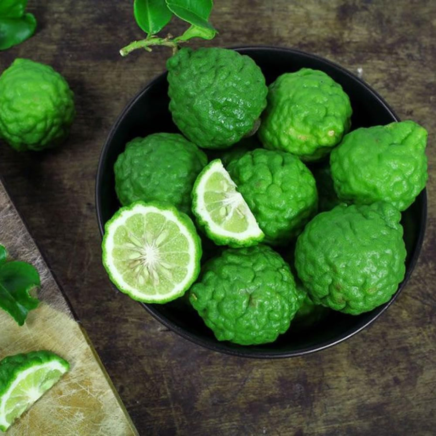 Grafted Green Lime Tree Live, 4 Feet Tall Citrus Plant for Outdoor or Container Growing, Fragrant Leaves and Fruit
