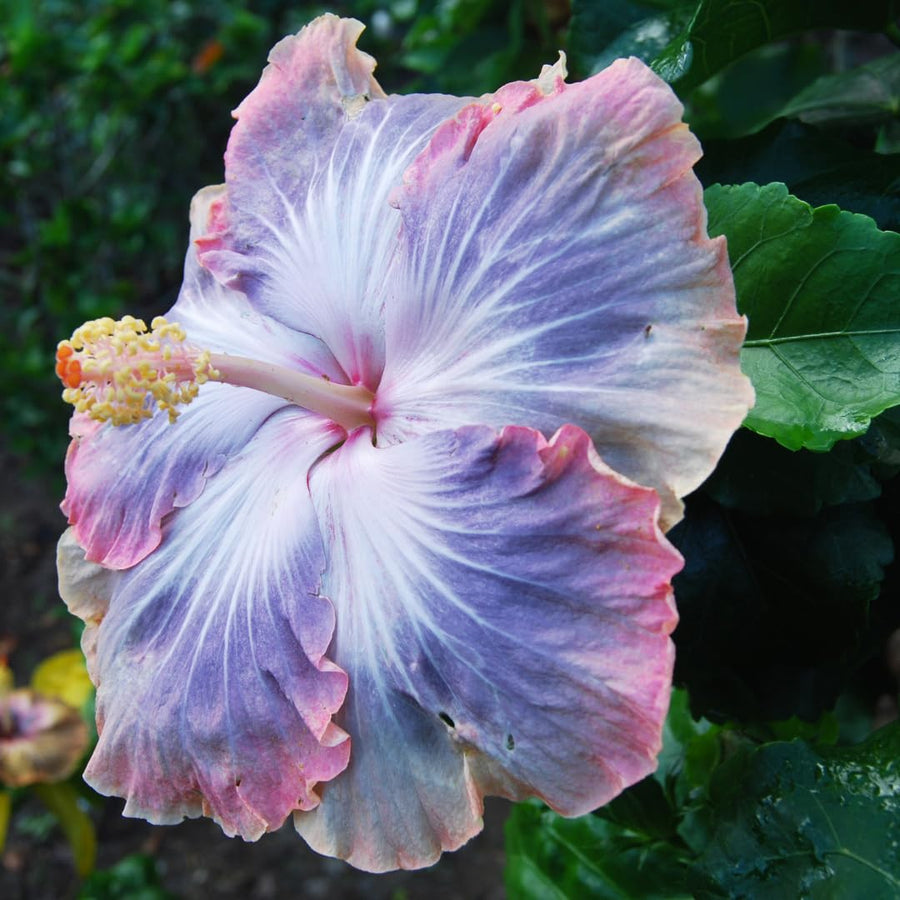 Set of 7 Hibiscus Cuttings for Planting, Tropical Flowering Plants, Ready to Grow, Suitable for Outdoor Garden or Containers (Purple Hibiscus)