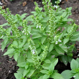 3 Holy Basil Plant Live, Tusil Basil Plants, Herb Plant, 3-5 Inch Tall for Planting