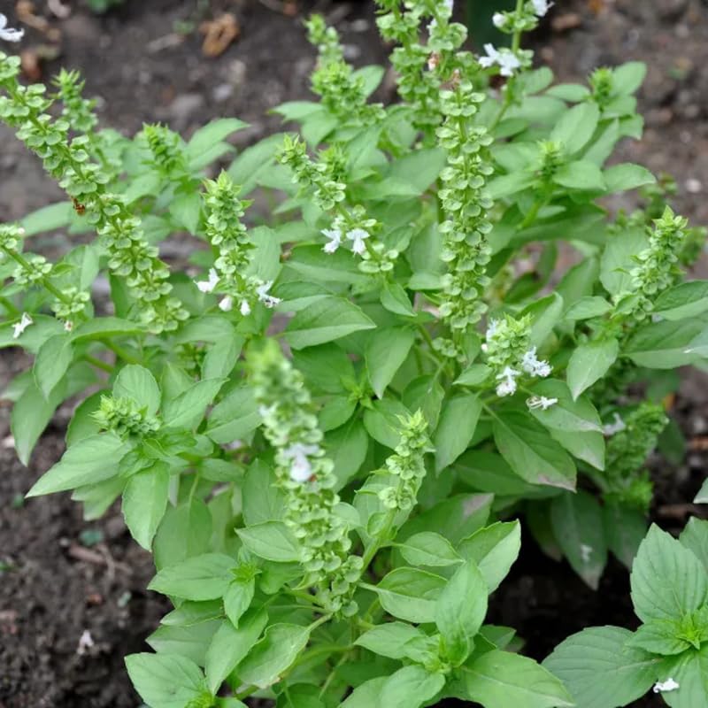 3 Holy Basil Plant Live, Tusil Basil Plants, Herb Plant, 3-5 Inch Tall for Planting