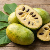 Paw Paw Tree, Pawpaw Tree Live Plant, Cold Hardy Fruit Plant, Bareroots from 8-12 Inches Tall, Ready for Outdoor Garden