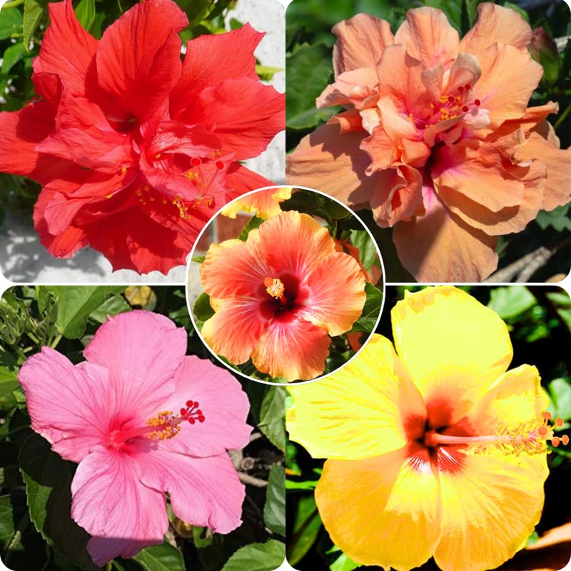 Set 4 Hardy Hibiscus Plants Live, Hibiscus Flowers Bush Shrub Well-Rooted Plugs, 3-5" Tall, Ornamental Hibiscus Seedlings