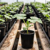 Winter Melon Live Plant in 4 Inches Pot, Wax Gourd Live Plant 4-8 Inches Tall, Home Garden Vegetable Plant for Outdoor Garden