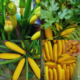 2 Yellow Squash Zucchini Plants, Live Squash Plants, 3-5'' Tall, Yellow Zucchini, 2 Plants per Pot