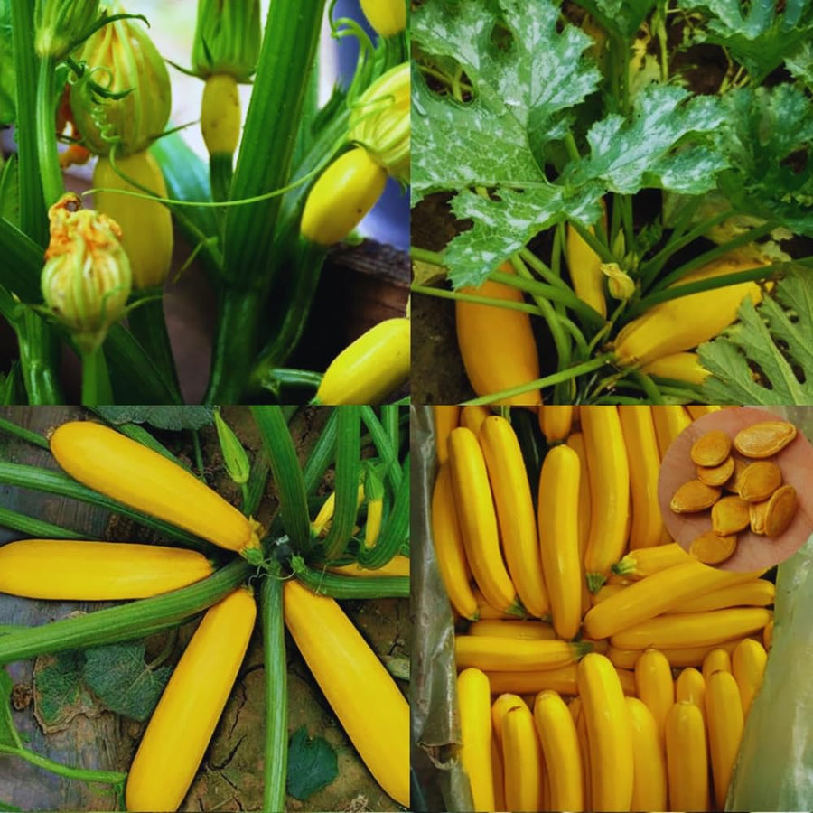 2 Yellow Squash Zucchini Plants, Live Squash Plants, 3-5'' Tall, Yellow Zucchini, 2 Plants per Pot
