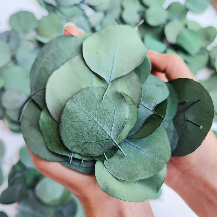 Baby Blue Eucalyptus Plant Live Indoor Outdoor- 5 to 9 Inc Tall No Pot, Fragrant Leaf, Hardy in Winter