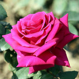 Magenta Mini Rose Plant Live, Miniature Rose Bush in 3" Pot, Indoor Outdoor Flowering Plant, Compact Live Rose for Gifts and Gardens