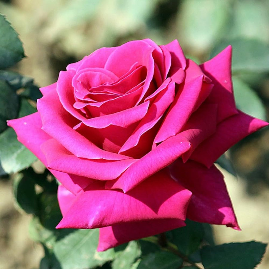 Magenta Mini Rose Plant Live, Miniature Rose Bush in 3" Pot, Indoor Outdoor Flowering Plant, Compact Live Rose for Gifts and Gardens